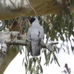 Coracina novaehollandiae (Black-faced Cuckooshrike) at The Pinnacle - 17 Oct 2020 by AlisonMilton