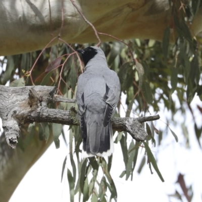 Coracina novaehollandiae (Black-faced Cuckooshrike) at Hawker, ACT - 17 Oct 2020 by Alison Milton