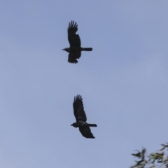 Corvus coronoides (Australian Raven) at Higgins, ACT - 17 Oct 2020 by Alison Milton