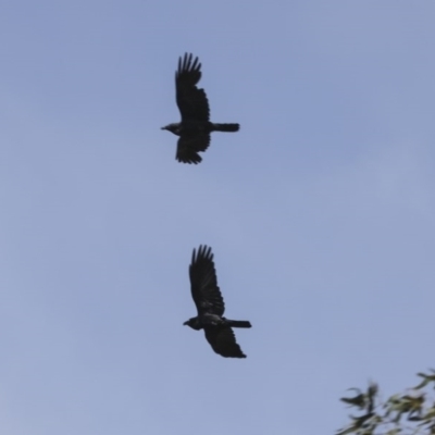 Corvus coronoides (Australian Raven) at Higgins, ACT - 17 Oct 2020 by Alison Milton