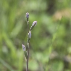 Thelymitra sp. (A Sun Orchid) at The Pinnacle - 17 Oct 2020 by Alison Milton