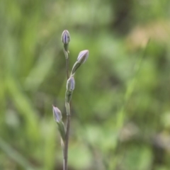 Thelymitra (Genus) (Sun Orchid) at Hawker, ACT - 17 Oct 2020 by AlisonMilton