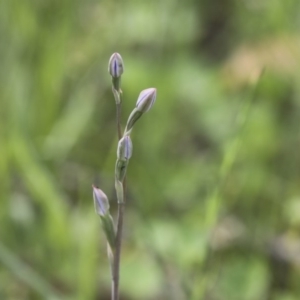 Thelymitra sp. at Hawker, ACT - suppressed