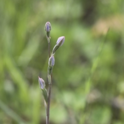 Thelymitra sp. (A Sun Orchid) at Hawker, ACT - 17 Oct 2020 by Alison Milton