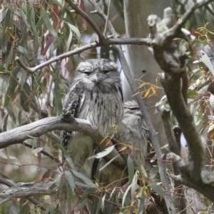 Podargus strigoides at Hawker, ACT - 17 Oct 2020