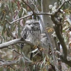 Podargus strigoides (Tawny Frogmouth) at Hawker, ACT - 17 Oct 2020 by Alison Milton