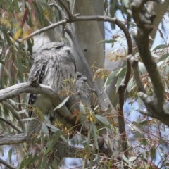 Podargus strigoides at Hawker, ACT - 17 Oct 2020