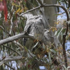 Podargus strigoides at Hawker, ACT - 17 Oct 2020