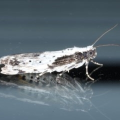 Digama marmorea (An Erebid moth) at Lilli Pilli, NSW - 5 Oct 2020 by jb2602