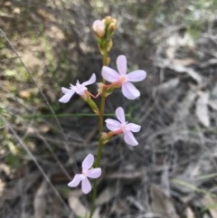 Stylidium graminifolium (Grass Triggerplant) at Mount Majura - 14 Oct 2020 by Louisab