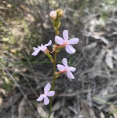 Stylidium graminifolium (Grass Triggerplant) at Hackett, ACT - 14 Oct 2020 by Louisab