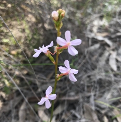 Stylidium graminifolium (Grass Triggerplant) at Mount Majura - 14 Oct 2020 by Louisab