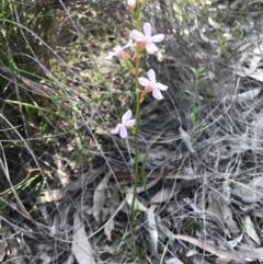 Stylidium graminifolium at Hackett, ACT - 14 Oct 2020