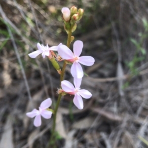 Stylidium graminifolium at Hackett, ACT - 14 Oct 2020