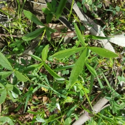 Cullen tenax (Tough Scurf-Pea) at O'Malley, ACT - 17 Oct 2020 by Mike