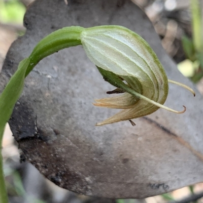 Pterostylis nutans (Nodding Greenhood) at Jerrabomberra, NSW - 17 Oct 2020 by aussiestuff