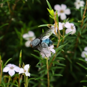 Calliphoridae (family) at Mawson, ACT - 17 Oct 2020