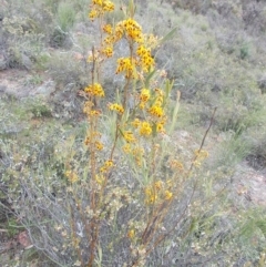 Daviesia mimosoides (Bitter Pea) at Majura, ACT - 17 Oct 2020 by jamesjonklaas