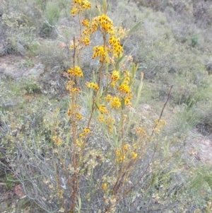 Daviesia mimosoides at Majura, ACT - 17 Oct 2020