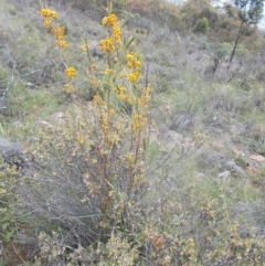 Daviesia mimosoides at Majura, ACT - 17 Oct 2020