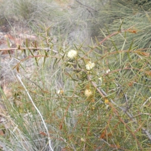 Acacia ulicifolia at Majura, ACT - 17 Oct 2020