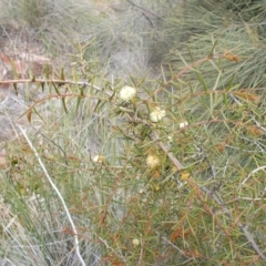 Acacia ulicifolia at Majura, ACT - 17 Oct 2020