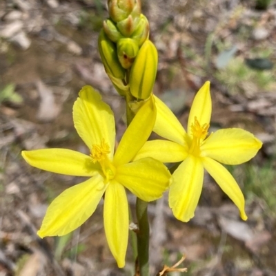 Bulbine bulbosa (Golden Lily, Bulbine Lily) at Bungendore, NSW - 10 Oct 2020 by yellowboxwoodland