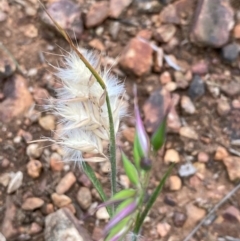 Rytidosperma (genus) (Wallaby Grass) at Hughes, ACT - 16 Oct 2020 by KL