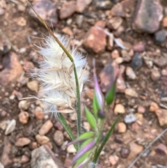 Rytidosperma sp. (Wallaby Grass) at Hughes, ACT - 16 Oct 2020 by KL