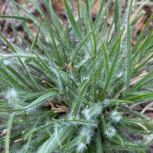 Rytidosperma sp. at Hughes, ACT - 16 Oct 2020