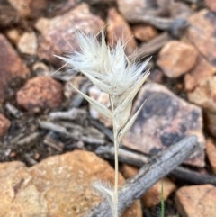 Rytidosperma sp. at Hughes, ACT - 16 Oct 2020