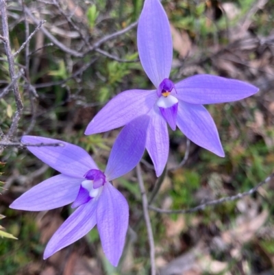 Glossodia major (Wax Lip Orchid) at Bungendore, NSW - 10 Oct 2020 by yellowboxwoodland
