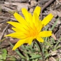 Microseris walteri (Yam Daisy, Murnong) at Bungendore, NSW - 10 Oct 2020 by yellowboxwoodland