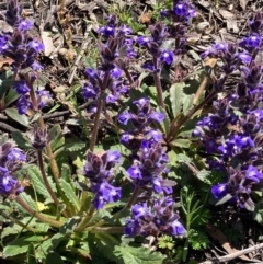 Ajuga australis (Austral Bugle) at Bungendore, NSW - 10 Oct 2020 by yellowboxwoodland