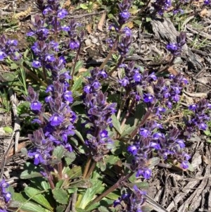 Ajuga australis at Bungendore, NSW - 10 Oct 2020