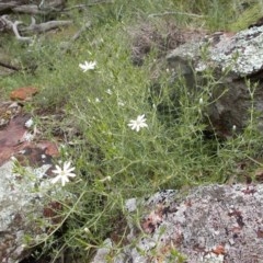 Stellaria pungens (Prickly Starwort) at Majura, ACT - 17 Oct 2020 by jamesjonklaas