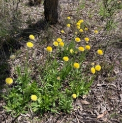 Coronidium scorpioides (Button Everlasting) at Bungendore, NSW - 10 Oct 2020 by yellowboxwoodland