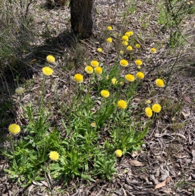 Coronidium scorpioides (Button Everlasting) at Bungendore, NSW - 10 Oct 2020 by yellowboxwoodland