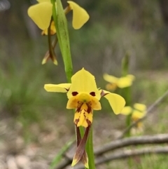Diuris sulphurea (Tiger Orchid) at Mount Jerrabomberra QP - 17 Oct 2020 by aussiestuff