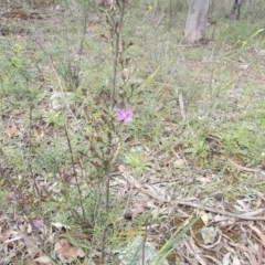Thysanotus patersonii (Twining Fringe Lily) at Mount Ainslie - 17 Oct 2020 by jamesjonklaas