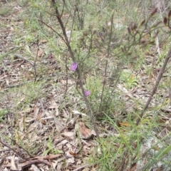 Thysanotus patersonii at Majura, ACT - 17 Oct 2020