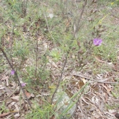 Thysanotus patersonii at Majura, ACT - 17 Oct 2020