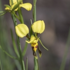 Diuris sulphurea (Tiger Orchid) at Holt, ACT - 17 Oct 2020 by Alison Milton