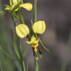 Diuris sulphurea (Tiger Orchid) at Holt, ACT - 17 Oct 2020 by AlisonMilton