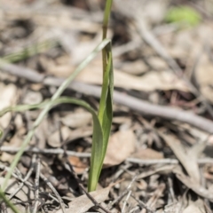 Diuris sulphurea at Holt, ACT - 17 Oct 2020