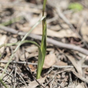 Diuris sulphurea at Holt, ACT - suppressed