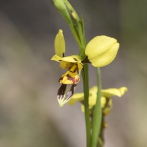 Diuris sulphurea at Holt, ACT - suppressed