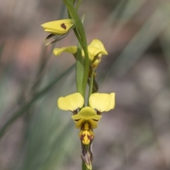 Diuris sulphurea at Holt, ACT - suppressed