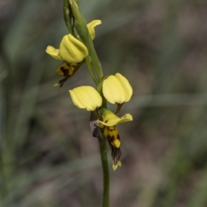 Diuris sulphurea at Holt, ACT - suppressed