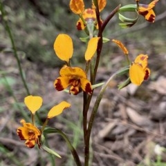 Diuris semilunulata (Late Leopard Orchid) at Jerrabomberra, NSW - 17 Oct 2020 by aussiestuff
